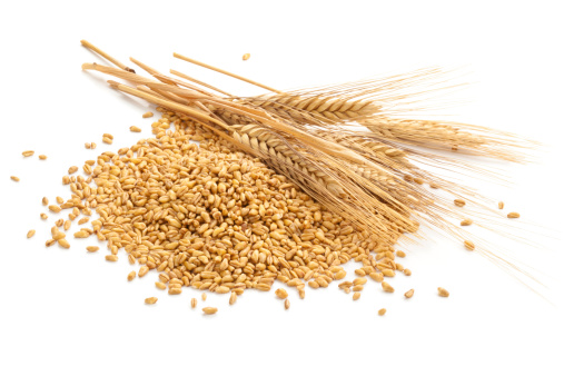 Wheat steams and grain isolated on white.