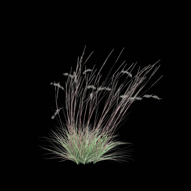 3d illustration of Schizachyrium Scoparium bush isolated on black background 3d illustration of Schizachyrium Scoparium bush isolated on black background schizachyrium stock pictures, royalty-free photos & images