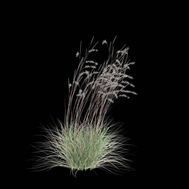 3d illustration of Schizachyrium Scoparium bush isolated on black background 3d illustration of Schizachyrium Scoparium bush isolated on black background schizachyrium stock pictures, royalty-free photos & images