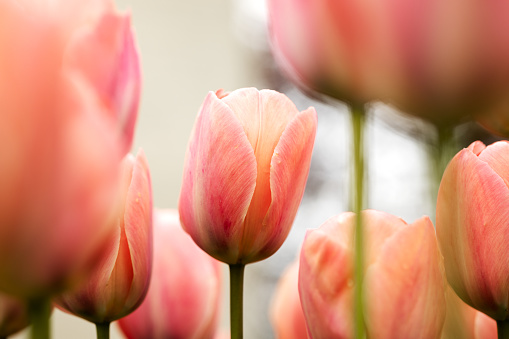 Pink tulip heads on a flower bed in Keukenhof Park close-up