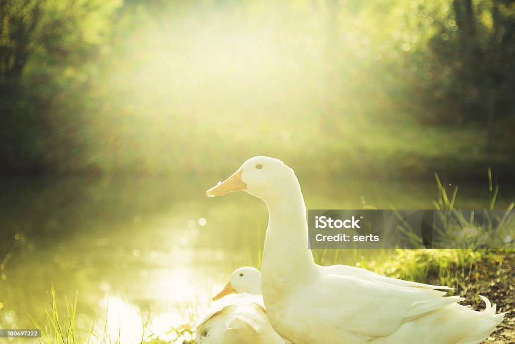 Patos en la naturaleza - Foto de stock de Blanco - Color libre de derechos