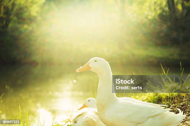 Patos En La Naturaleza Foto de stock y más banco de imágenes de Blanco - Color - Blanco - Color, Lago, Aire libre