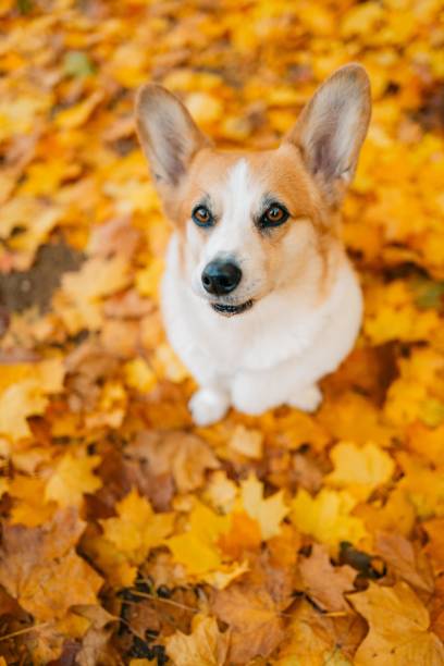 istock Corgi dog sitting on a carpet of autumn maple yellow leaves 1806972714