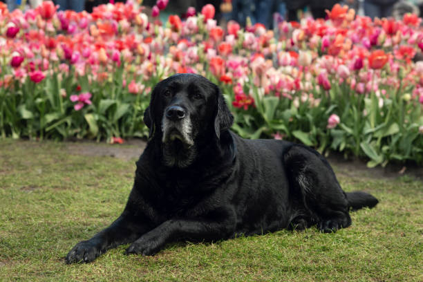 ピンクのチューリップのベッドを背景にした年老いた黒いラブラドール犬 - tulipe cup ストックフォトと画像