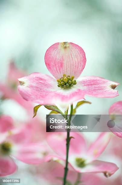 Bagnato Dogwood Fiore Rosa Nella Luce Del Primo Mattino - Fotografie stock e altre immagini di Ambientazione esterna