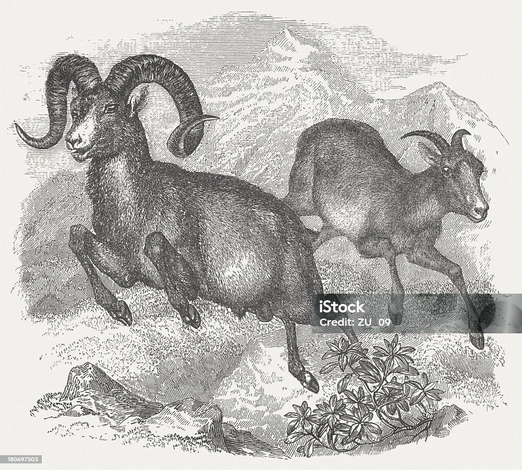 Argali - Стоковые иллюстрации Welsh Овца Горы роялти-фри