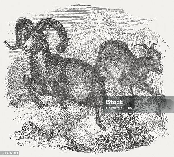 Argali — стоковая векторная графика и другие изображения на тему Welsh Овца Горы - Welsh Овца Горы, Азиатского и индийского происхождения, Азия