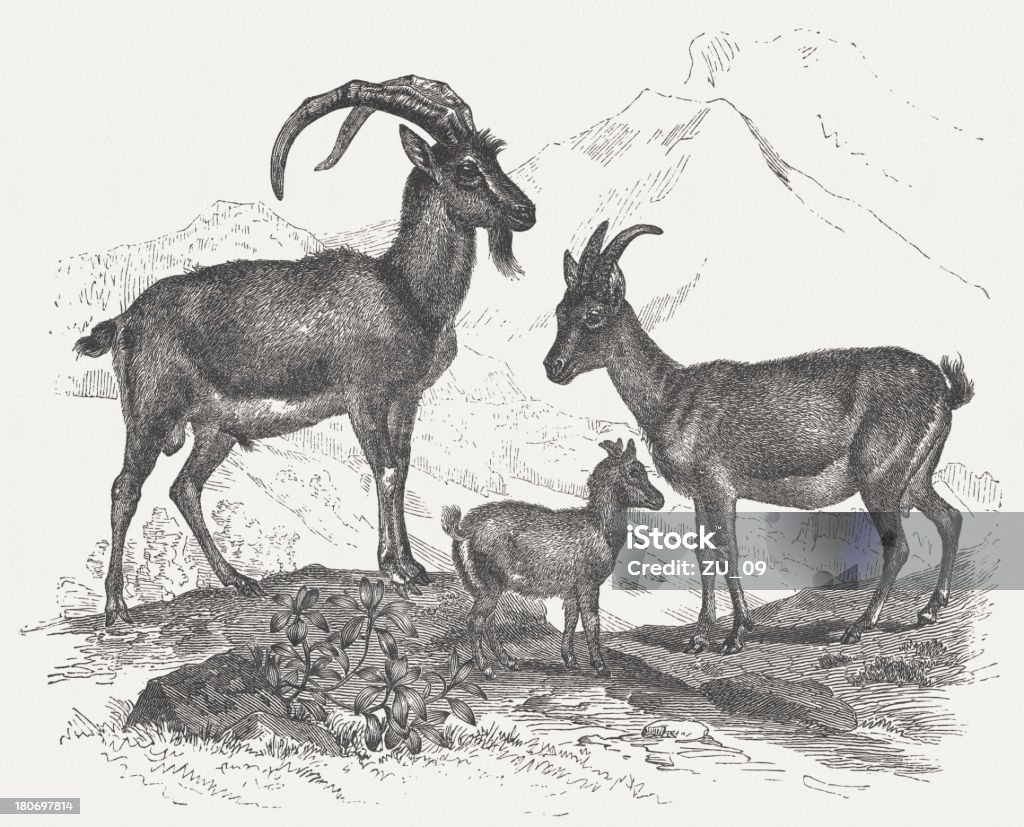 Capra selvatica - Illustrazione stock royalty-free di Stambecco delle Alpi