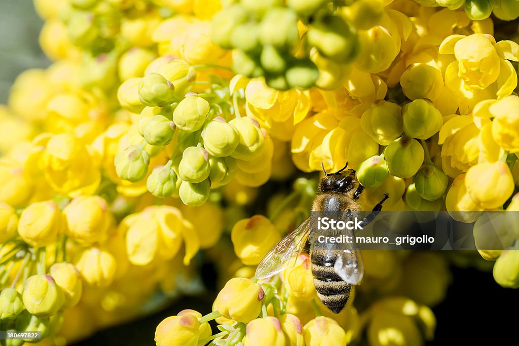 꿀벌 수집 꽃가루 메트로폴리스 아이리스입니다 - 로열티 프�리 갈색 스톡 사진