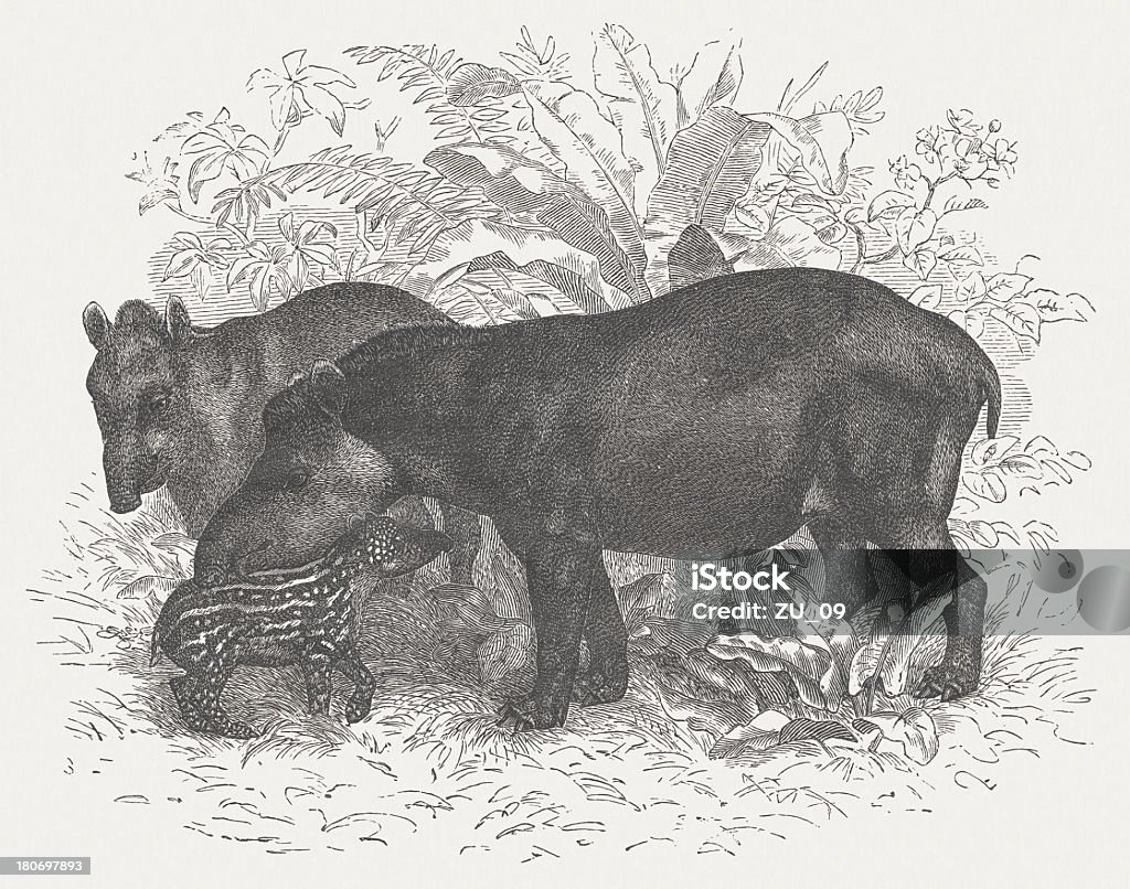 Tapirs - Ilustración de stock de Aire libre libre de derechos