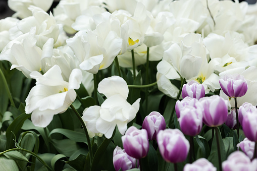 Tulips are white with a yellow core and two-tone white-purple