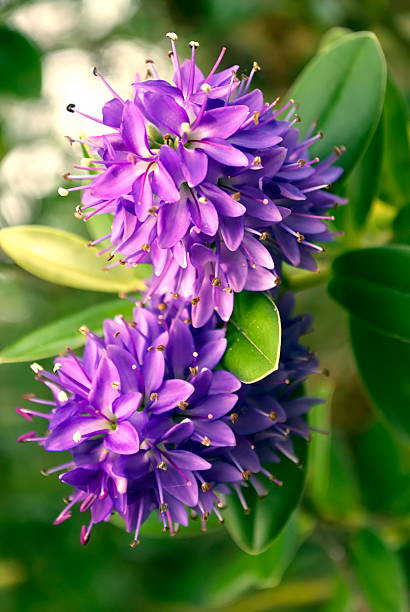 close up of purple hebe plant flowers in bloom with blurred background and copy space