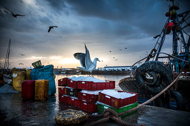 Fishing Industry: Bringing in the catch "Seagull landing on crates of iced fish in Essaouira, Morocco." fish market photos stock pictures, royalty-free photos & images