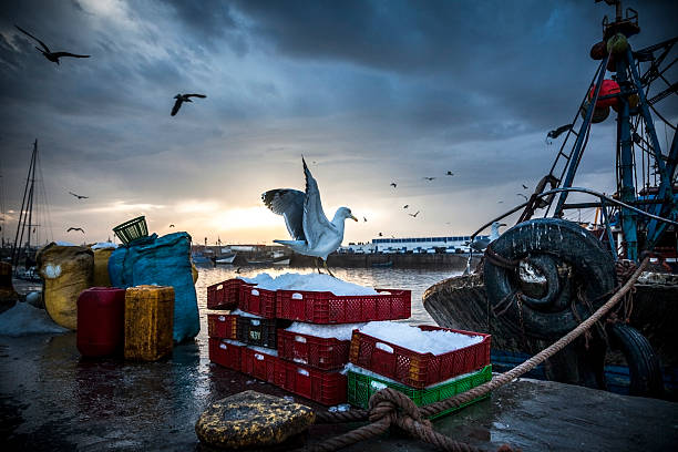 Fishing Industry: Bringing in the catch "Seagull landing on crates of iced fish in Essaouira, Morocco." fish trawler stock pictures, royalty-free photos & images