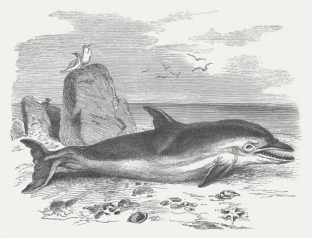 дельфин - laurasiatheria stock illustrations