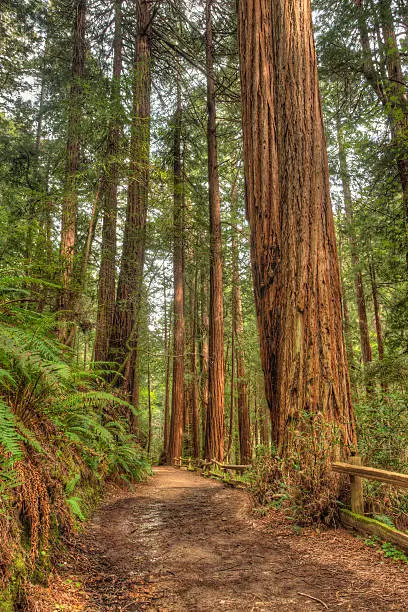 Photo of Muir Woods Trail