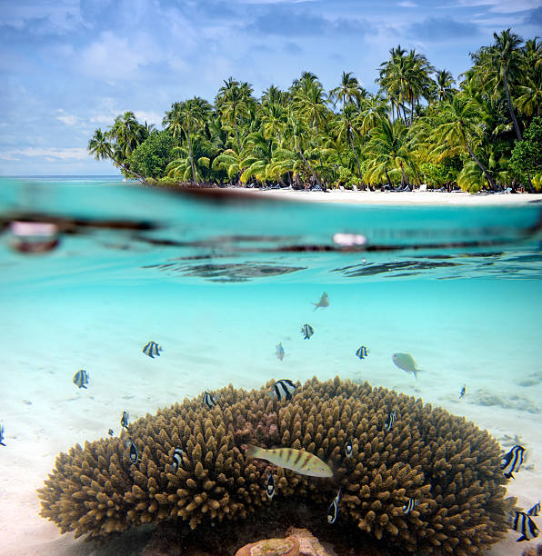 istock Split shot of tropical paradise 180698320
