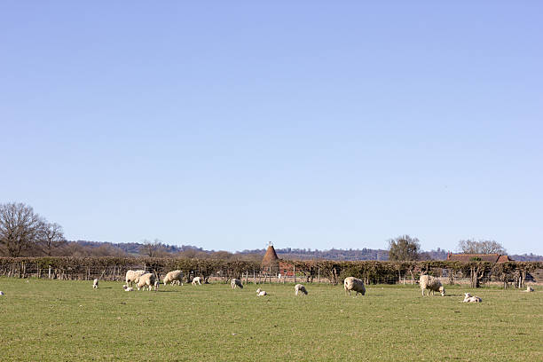 chiddingstone dans le kent, en angleterre - oast house vertebrate sheep farm kent photos et images de collection