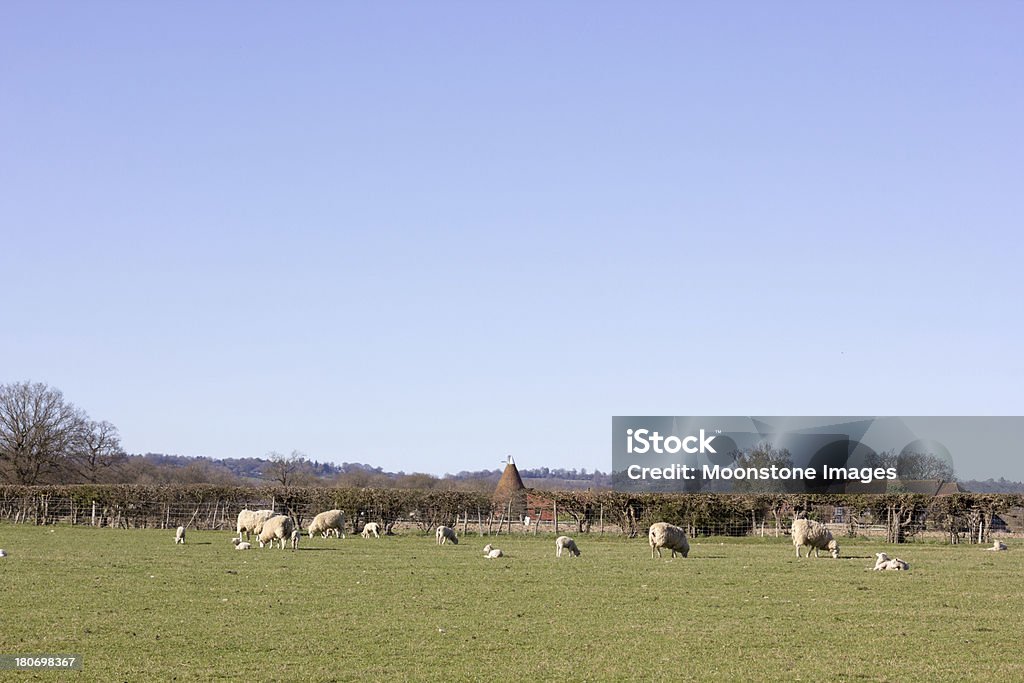 Chiddingstone in Kent, England Typical idyllic Kent scene with sheep grazing in the foreground and an oast house in the background Agricultural Building Stock Photo