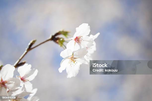 Ramo Di Ciliegio - Fotografie stock e altre immagini di Albero - Albero, Allegro, Ambientazione esterna