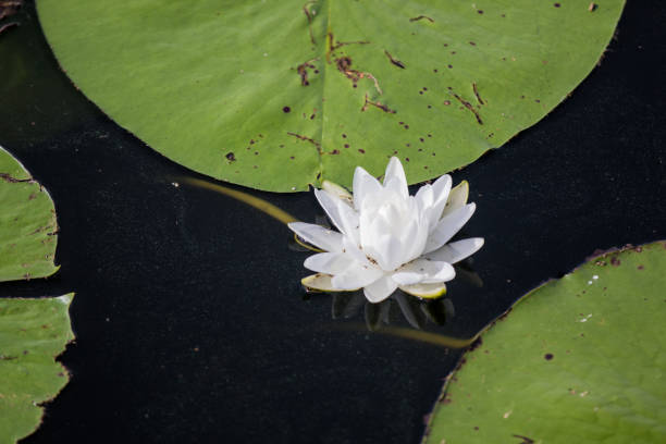 istock White Flower in Lilypad - Copy space 1806985797