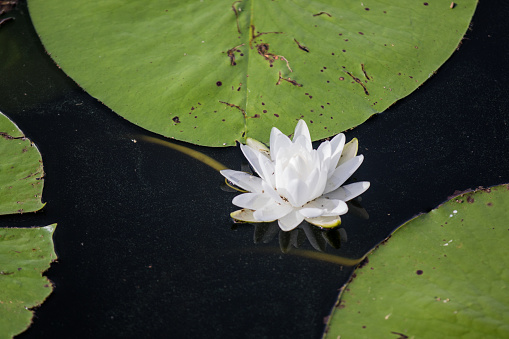 White flower in lilypad in a Central Florida lake with copy space