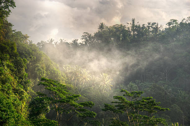 Morning in Tropical Rainforest stock photo