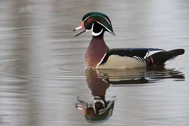 male woodduck