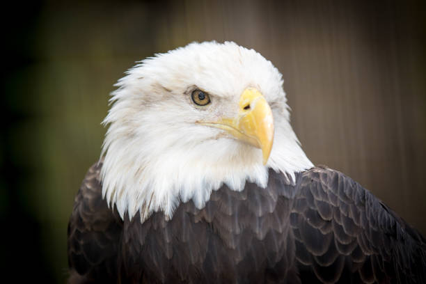 istock Head of American Bald Eagle in Captivity 1806987873