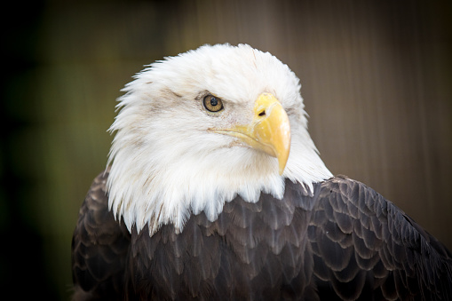 Head portrait of a bold eagle