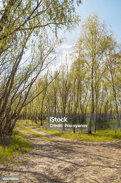 Frühling Awakening Der Natur Stockfoto und mehr Bilder von April - April, Baum, Fotografie