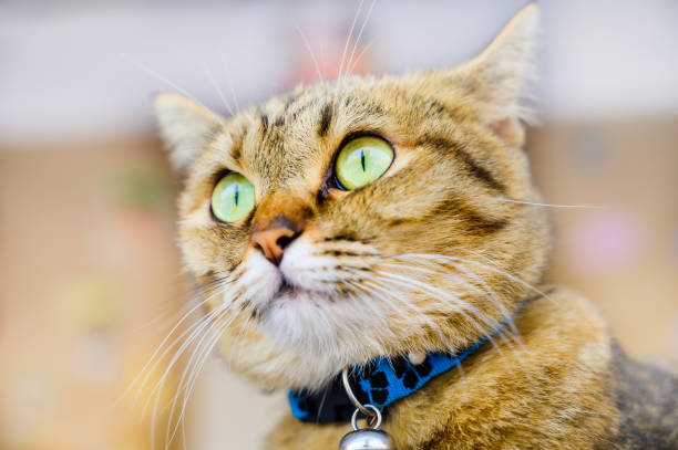 istock Portrait of brown tabby cat 1806988917