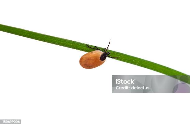 Parasite On Blade Of Grass Stock Photo - Download Image Now - Mite, Spider, Agricultural Field