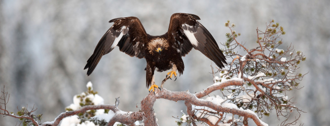Golden Eagle in the wild.