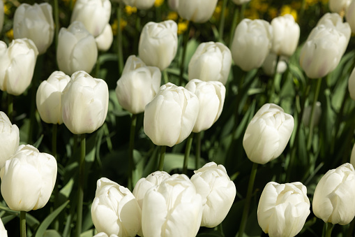 Beautiful white tall tulips in a spring flower bed in the park