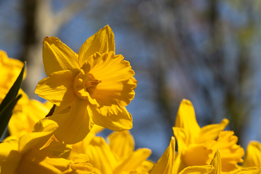 Spring flower of yellow narcissus in the park on a flower bed, close-up