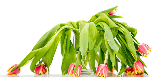 withered tulips on white