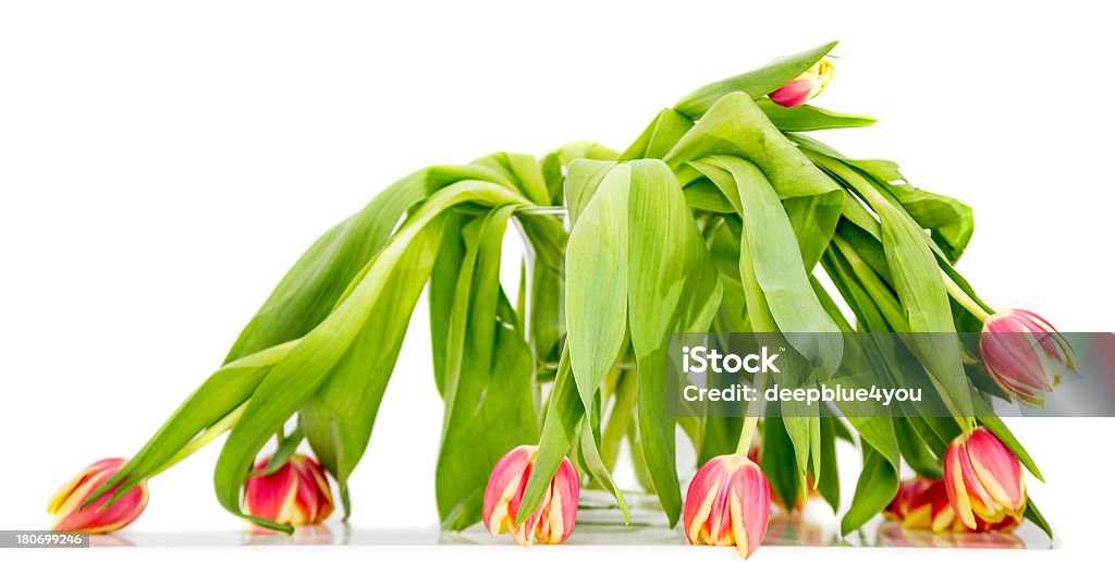 withered tulipas - Foto de stock de Planta murcha royalty-free