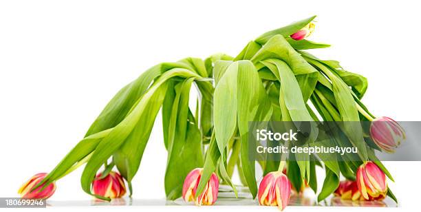 Foto de Withered Tulipas e mais fotos de stock de Planta murcha - Planta murcha, Flor, Tulipa - Família do Lírio