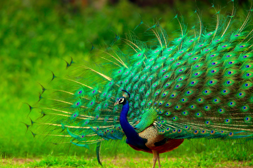 100+ Peacock Pictures [HD] | Download Free Images on Unsplash