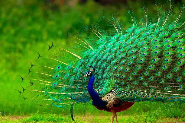 "The Indian Paecock, Pavo cristatus, displays its brilliant plumage - a splendid display of greens all around."