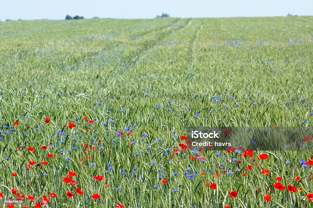 field with red poppies and blue cornflowers field with red poppies and blue cornflowersSee also my other poppy and cornflower images: Agriculture Stock Photo