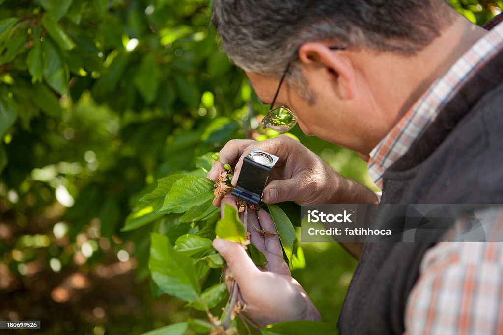 Farmer - Photo de Examiner libre de droits