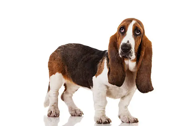 "Cute Basset dog standing and looking up, isolated on white"