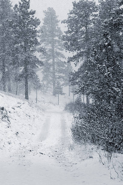 Spring Snow in the Pike National Forest Colorado