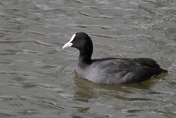 istock Black coot Fulica atra swimming in profile 180699626