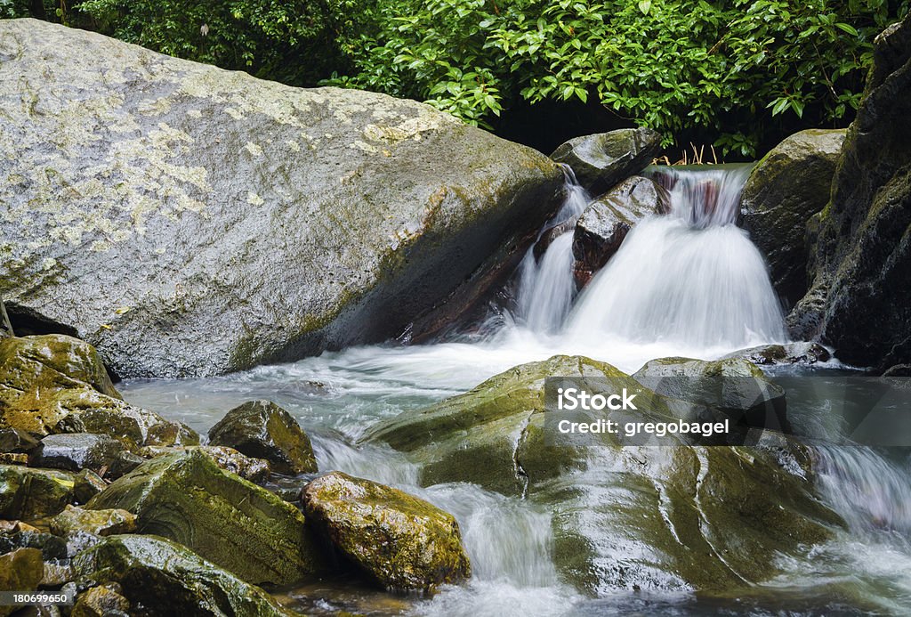 小さな滝のあるエルユンケ国有林のプエルトリコ - エルジュンケレインフォレストのロイヤリティフリーストックフォト