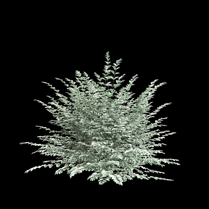 3d illustration of Ligustrum sinense Variegatum tree isolated on black background