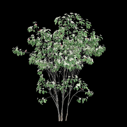 3d illustration of Cornus kousa tree isolated on black background