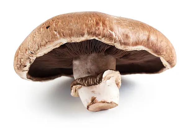 Portabella mushroom on white background